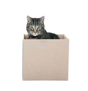 A male black and gray tabby occupying a cardboard box.  Shot on white background.
