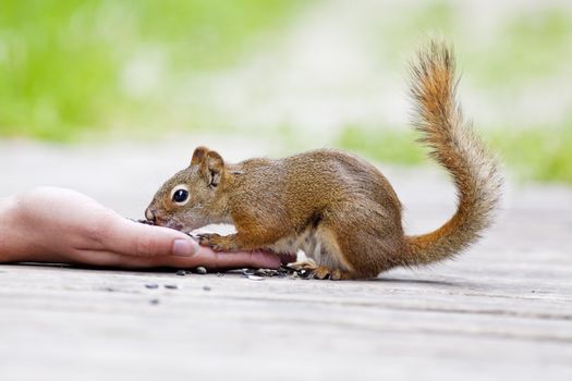 A juvenile Red Squirrel eating sunflower seeds from a woman's hand. 