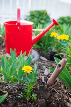 An annual marigold freshly planted in a spring border.