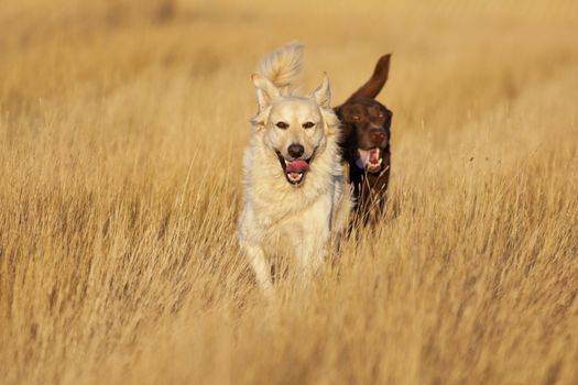 A Golden Labrador Retriever and a Chocolate Lab Retriever running through a harvested wheat field during evening's golden hour.