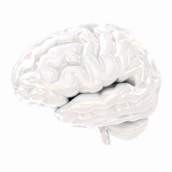 Human brain