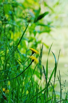 pair of dandelion flowers growing wild near water