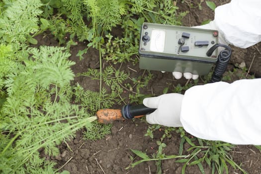 Measuring radiation levels of carrot