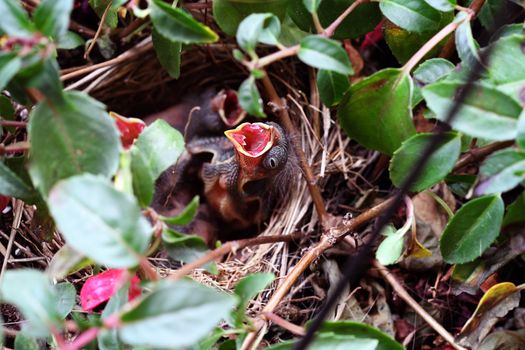 A newborn sparrow reaches up with it's mouth open to be fed.