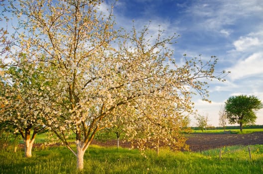 white blossom of apple tree in springtime