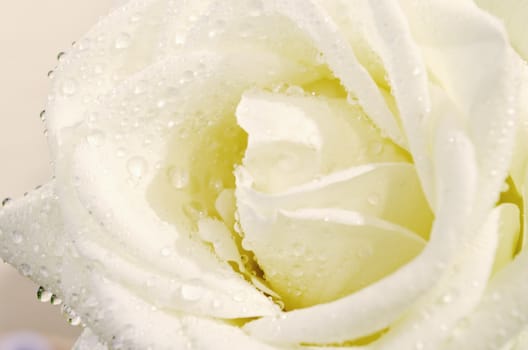 Fragile white rose with water drops. Macro