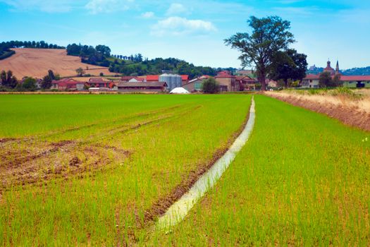 Rice field with long furrow pointing towards a farm