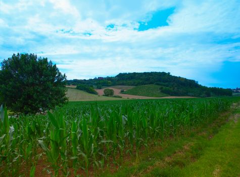 Corn field under a blue cloudy sky