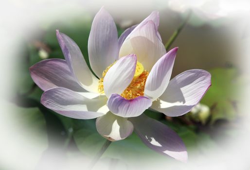Beautiful blooming pink water lily lotus flower with green leaves in the pond