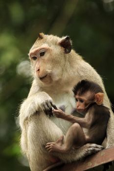 Family of monkeys. Sihanoukville, Cambodia