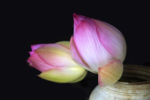 Beautiful blooming pink water lily lotus flower 