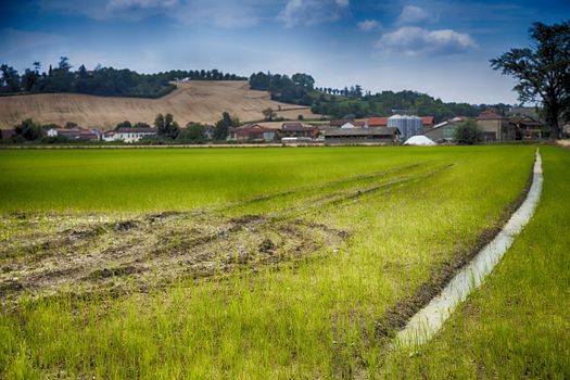 Rice field with long furrow, hdr image, focus on the low part of image