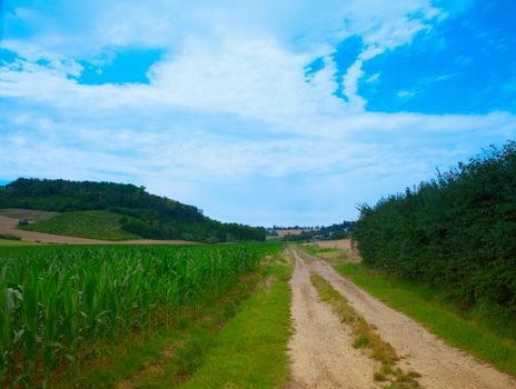 Road cutting through the fields, trees on the sides