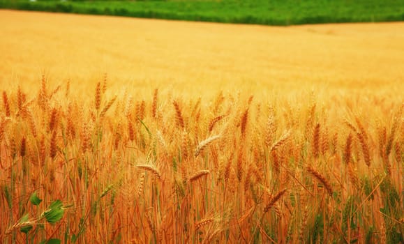 Gorgeous ears of wheat in close up, fields on the back