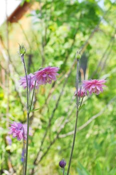 The pink akvilegiya blossoms in a garden