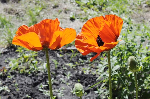 Big red poppies in a garden