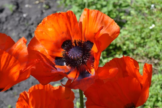 Big red poppies close up