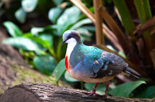 pigeon
