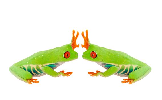 Two Red-Eyed Tree Frogs give each other the high five.  Shot on white background.  