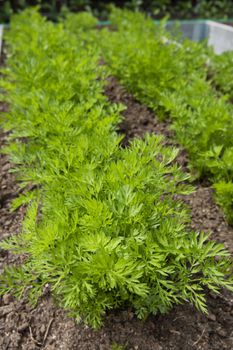 Young carrots growing in a raised vegetable garden bed.  Shallow Depth of Field.