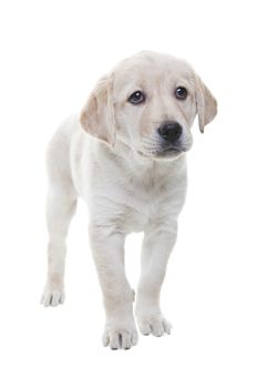 A two month old Labrador Retiever puppy stands and stares wistfully.  Shot on white background.