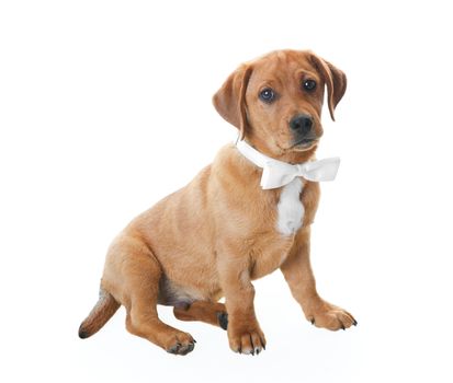 Golden brown Labrador Retriever puppy in a handsome white bowtie.  Drop shadow. 
Barkley and his siblings were found abandoned at a gabage dump at a very young age.  They were rescued and nursed back to health and adopted out into loving homes.  This is Barkley today!