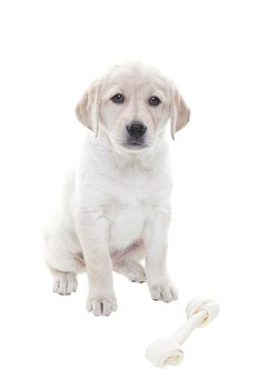 A two month old Golden Retiever puppy with bone.  Shot on white background.