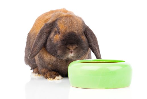 rabbit isolated on a white background