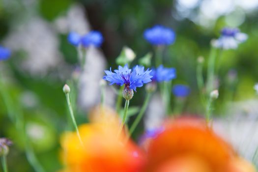 cornflowers on field