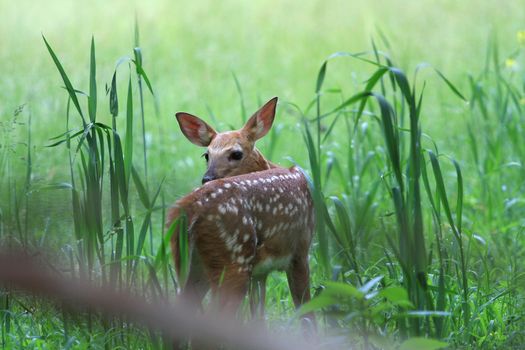 White-tail Deer fawn in morning standing in grass