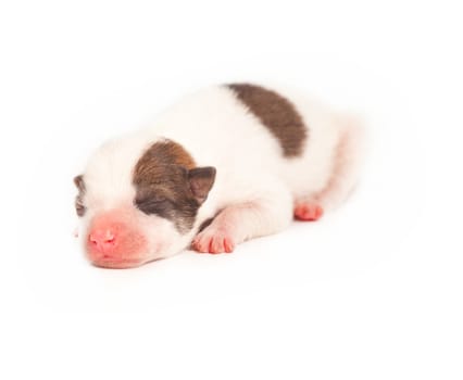 puppy dog isolated on white background