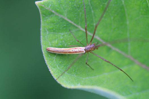 Long-jawed Orb Weaver Spider on leave in morning