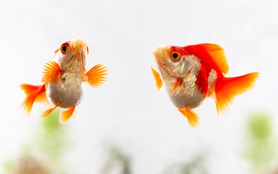 goldfish in the aquarium
