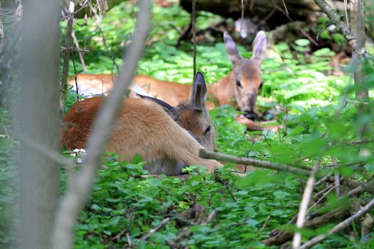 White-tail Deer Buck laying down early morning