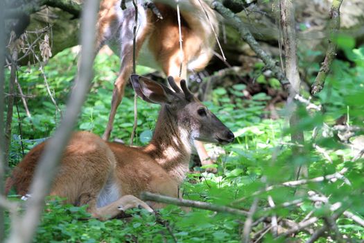 White-tail Deer Buck laying down early morning