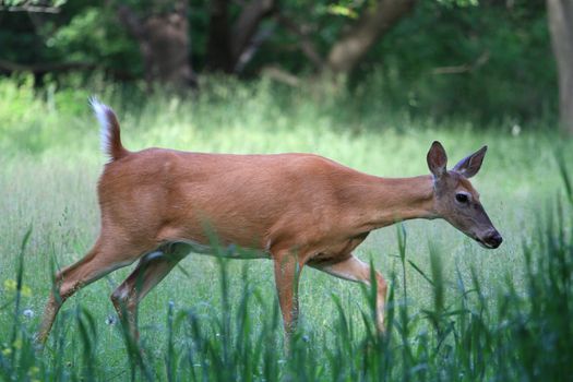 White-tail Deer doe in morning standing in grass in sun