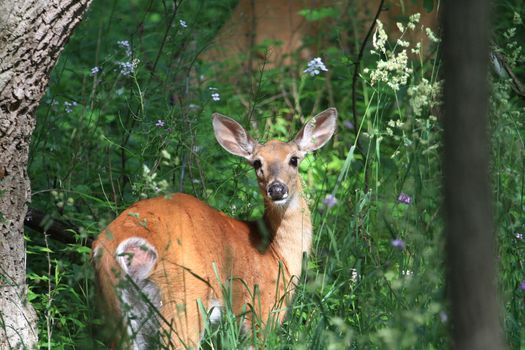 White-tail Deer doe in morning standing in grass in sun