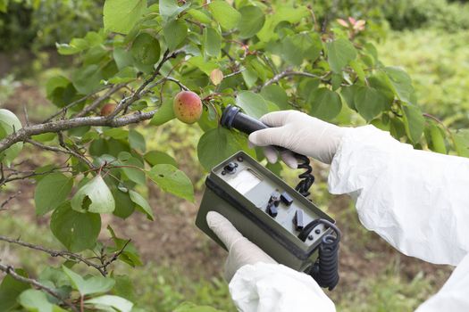 Measuring radiation levels of apricot