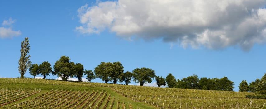 Vineyards in the sunshine-Vineyards of Loupiac, Bordeaux Vineyards
