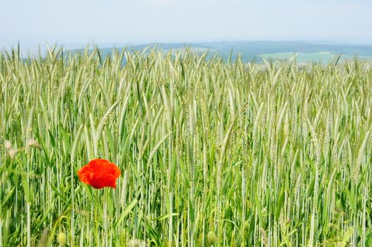 Kornfeld mit Mohnblume bei Longkamp im Hunsrück