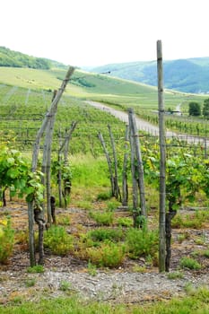 Durchgang im Weinberg bei Mülheim an der Mosel