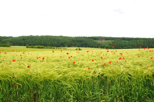 Gerstenfeld mit Mohnblumen
