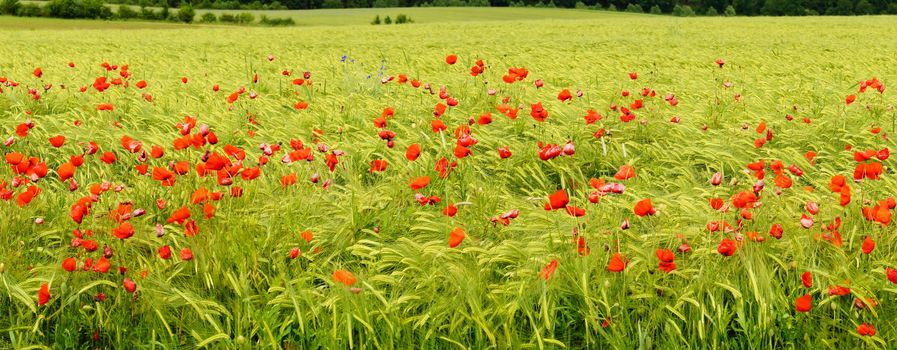 Kornfeld mit Mohnblumen Panorama
