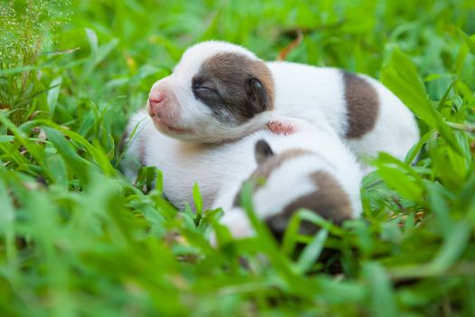 Group of newborn cute puppies two week old in green grass