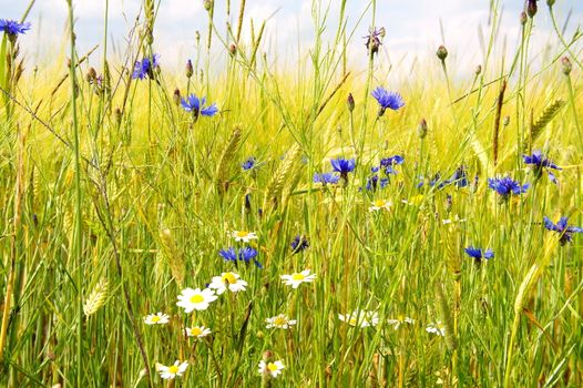 Kornblumen und Kamille im Gerstenfeld
