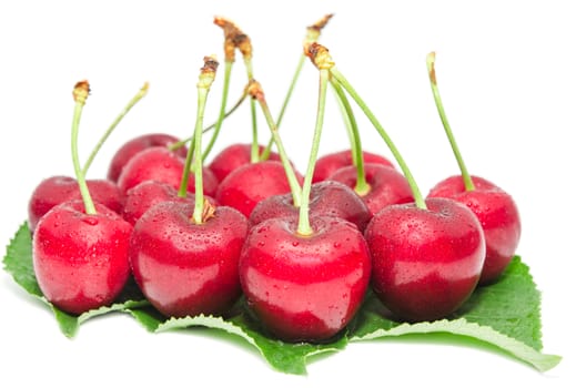 Cherry ripe berry wet with droplets fruits on fresh green leaves isolated on white