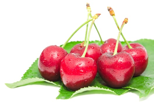 Wet ripe cherry berry fruits with water droplets arranged on fresh leaves isolated on white