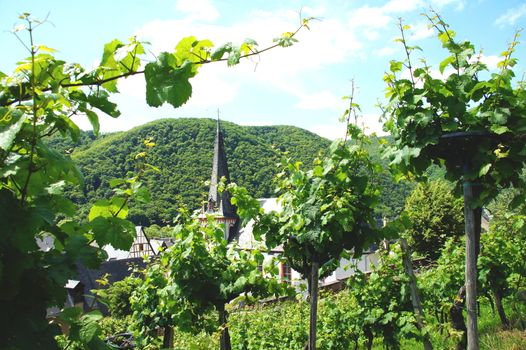 Rebstöcke in Mesenich an der Mosel