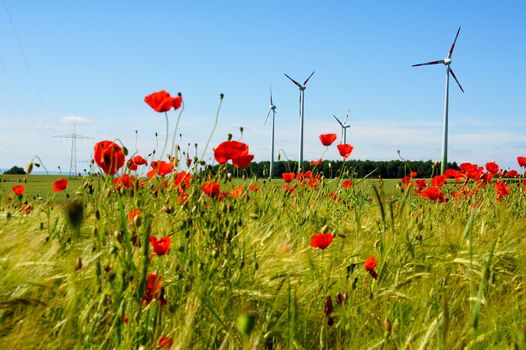 Windräder und Kornfelder mit Mohn im Hunsrück