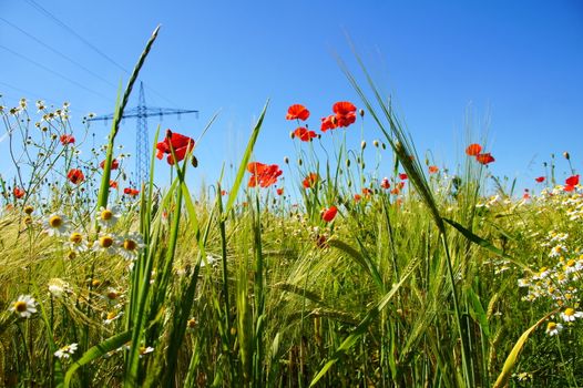 grüne Gerste mit Mohnblumen und Kamille